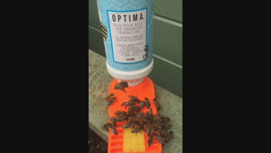 Proof positive that bees love Optima